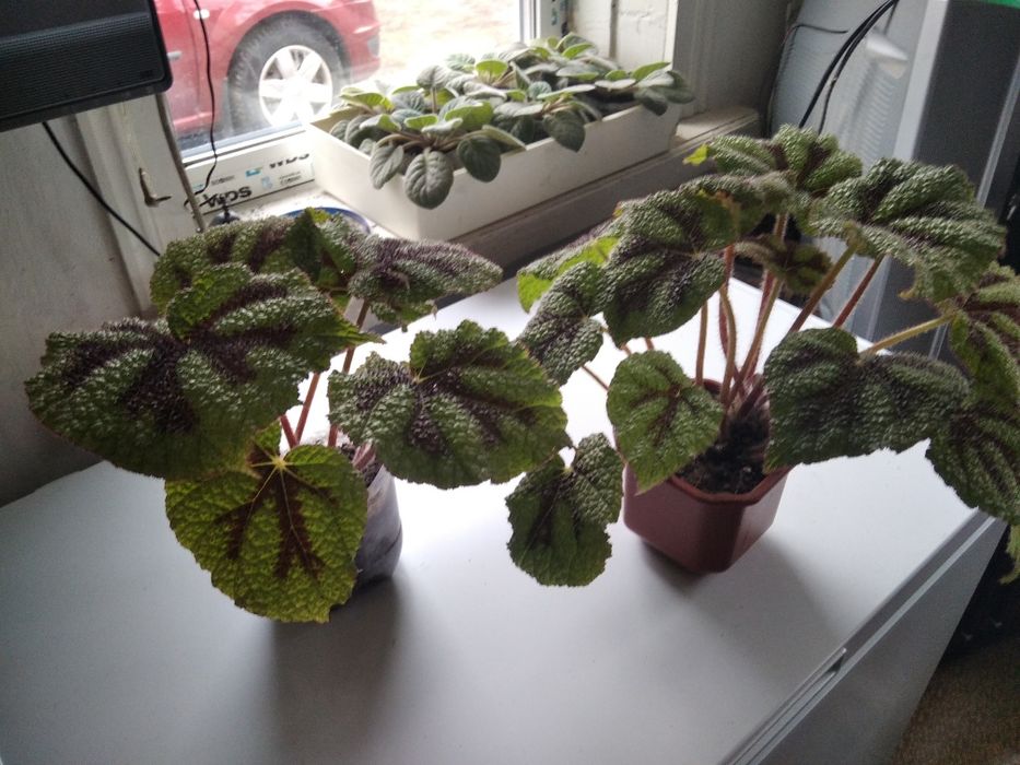 Бегонии. Сорт Masonina Mountain. Подростки