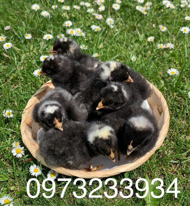 Інкубаційне яйце Амроксів