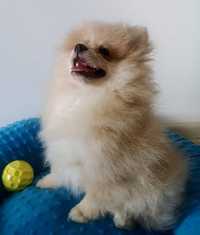 Szpic miniaturowy Pomeranian white cream