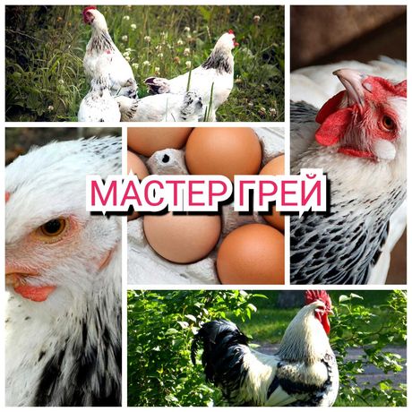 Опт инкубационные яйца мастер грей маркировка, отправка по Украине