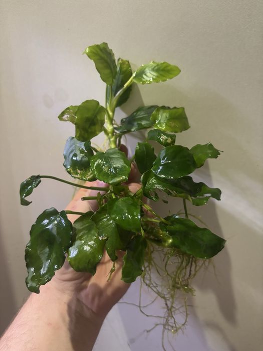 Anubiasy spore ilosci