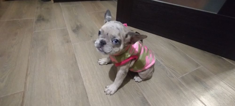 французький бульдог цуценята