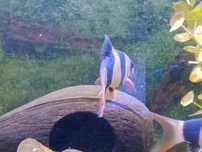 Peixe Botia Palhaço