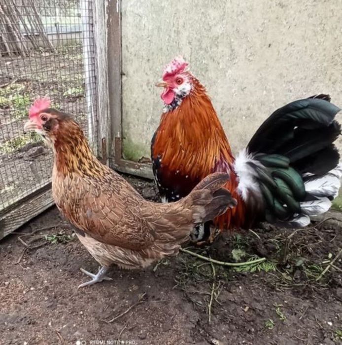 Продам пару бетнамки