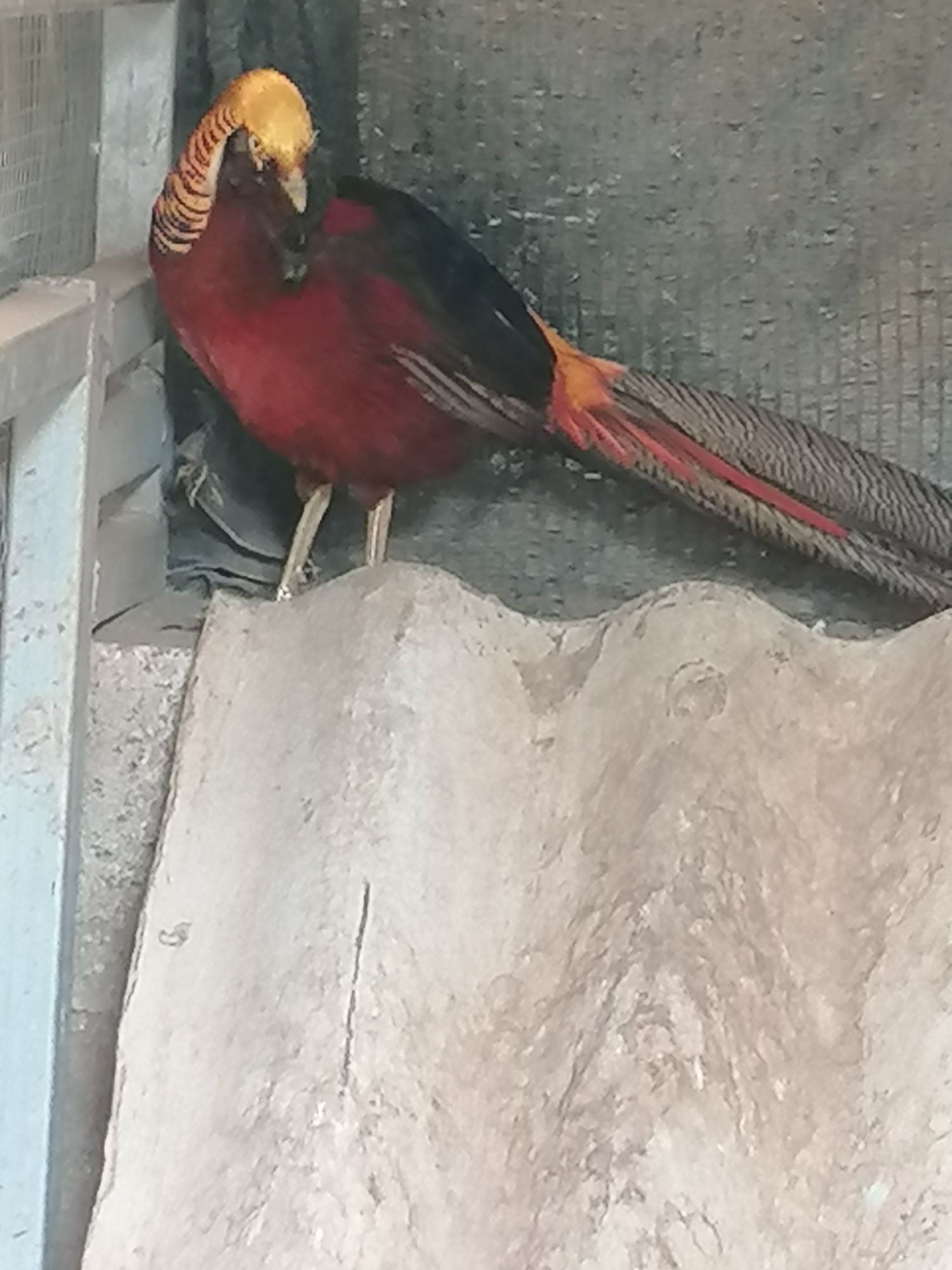 Casal de faisão dourado negro