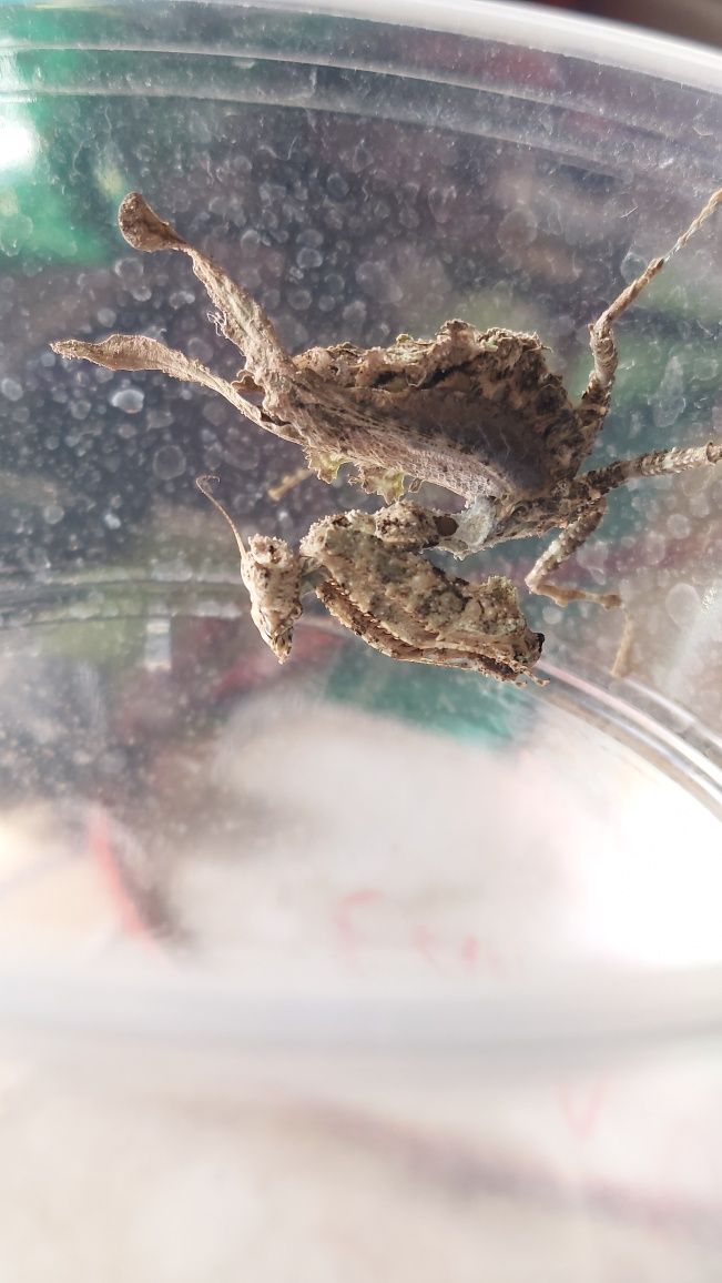 Modliszka Pseudacanthops lobipes  imago