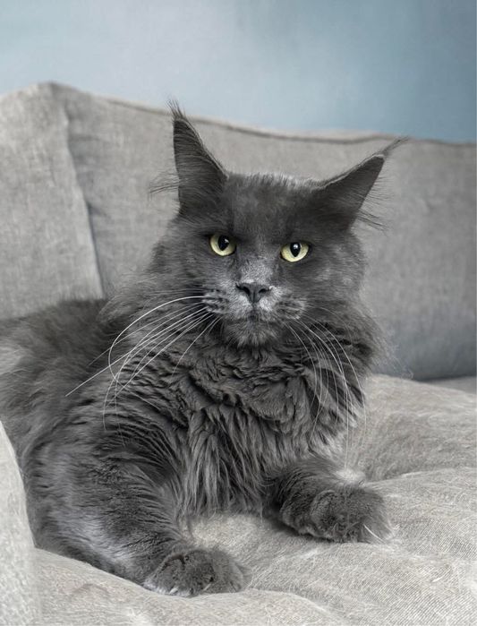 Maine Coon reproduktor