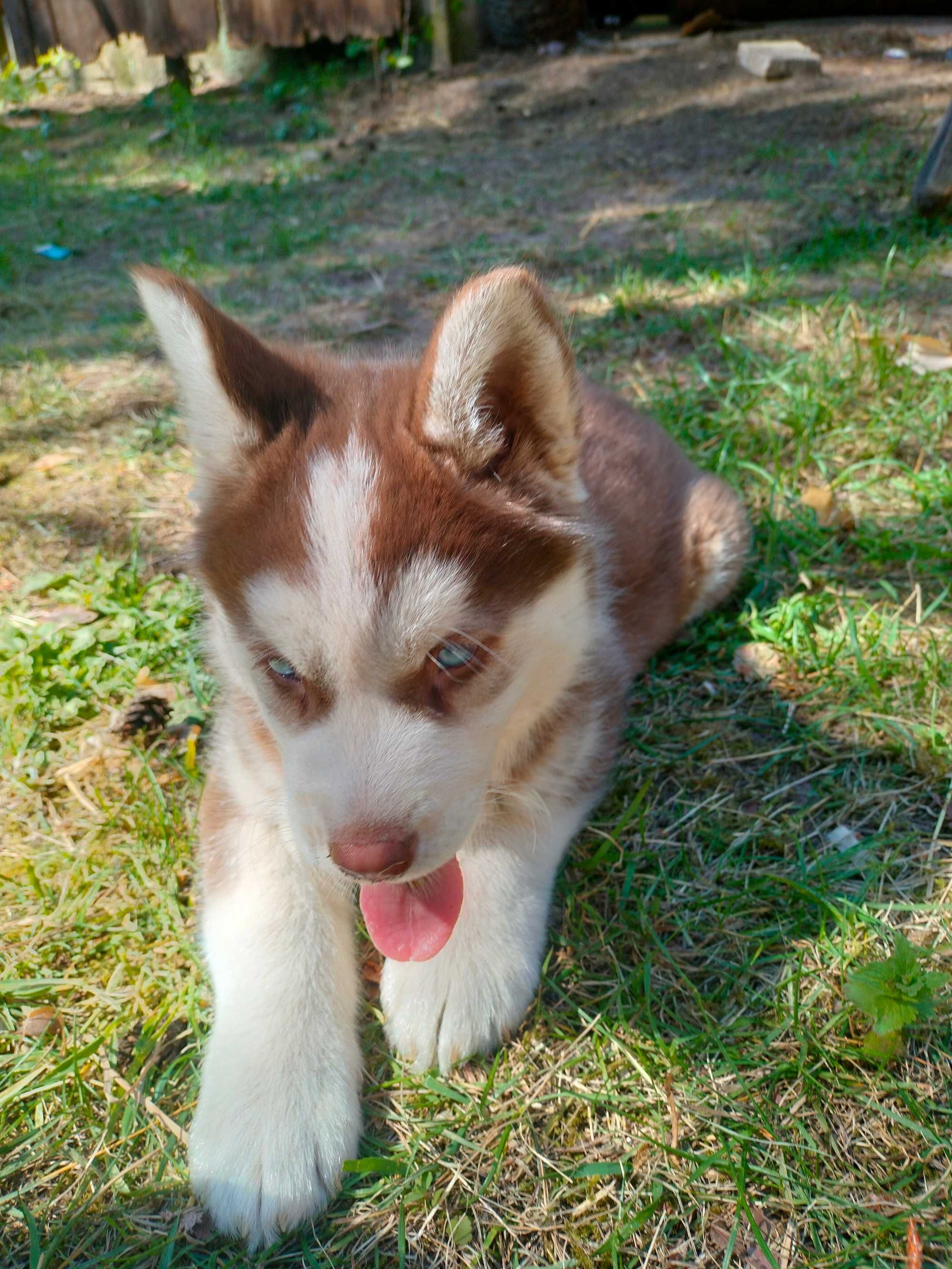 Syberian Husky!!! piesek