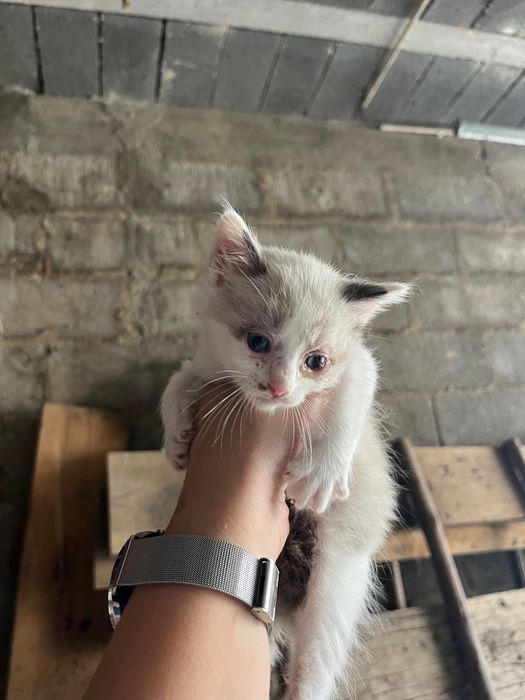 Gatinhas siamesas para adoção