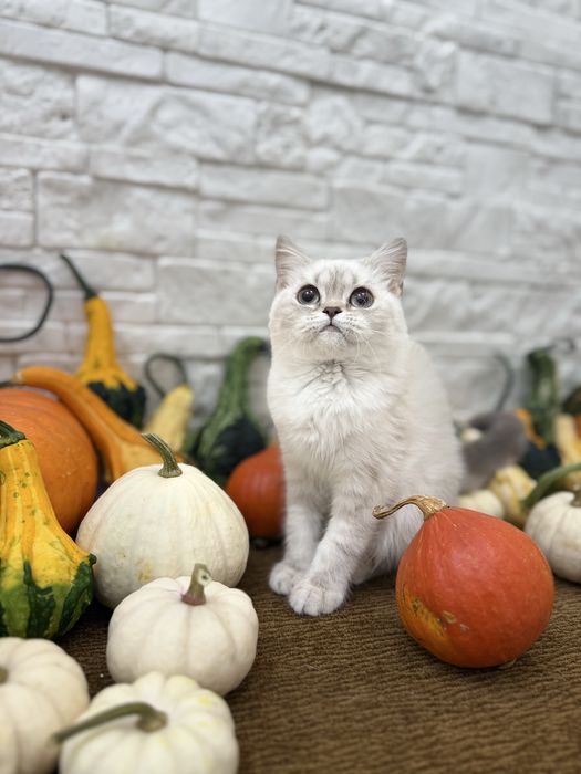 Kota szkocka  krótkowłosa