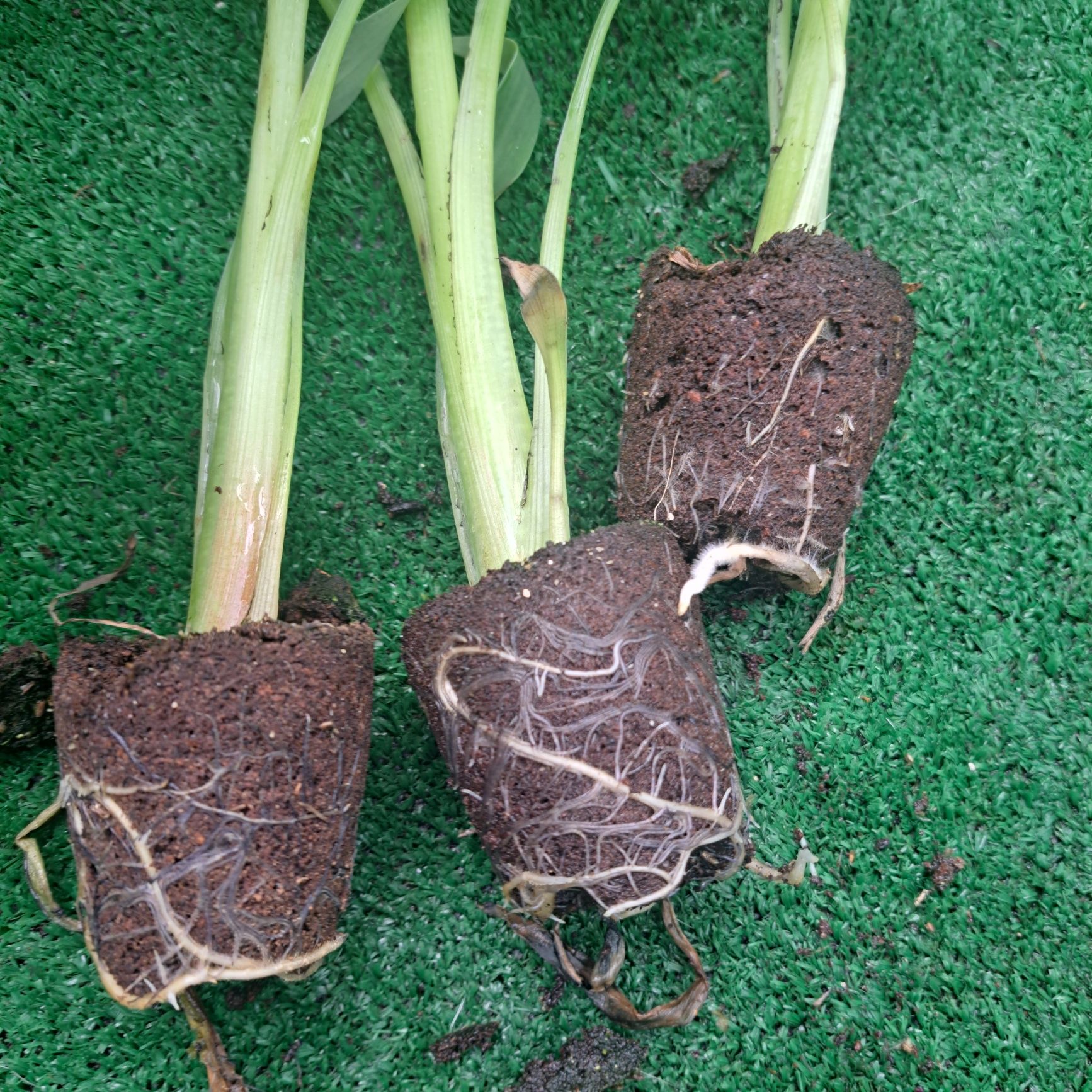 Musa lasiocarpa x5