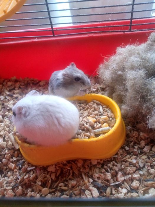 Джунгарик Кременчуг