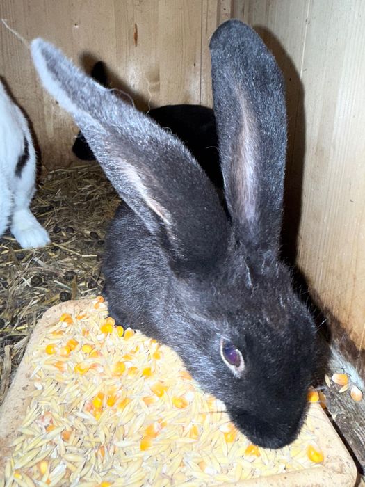 Króliki młode sprzedam