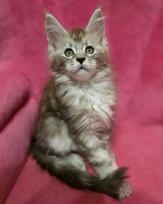 Piękny srebrny kocurek Maine Coon FPL