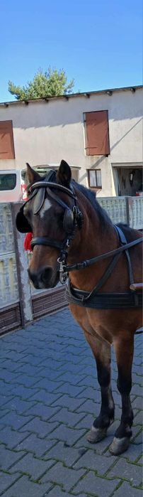 Sprzedam  bardzo pięknego wałach