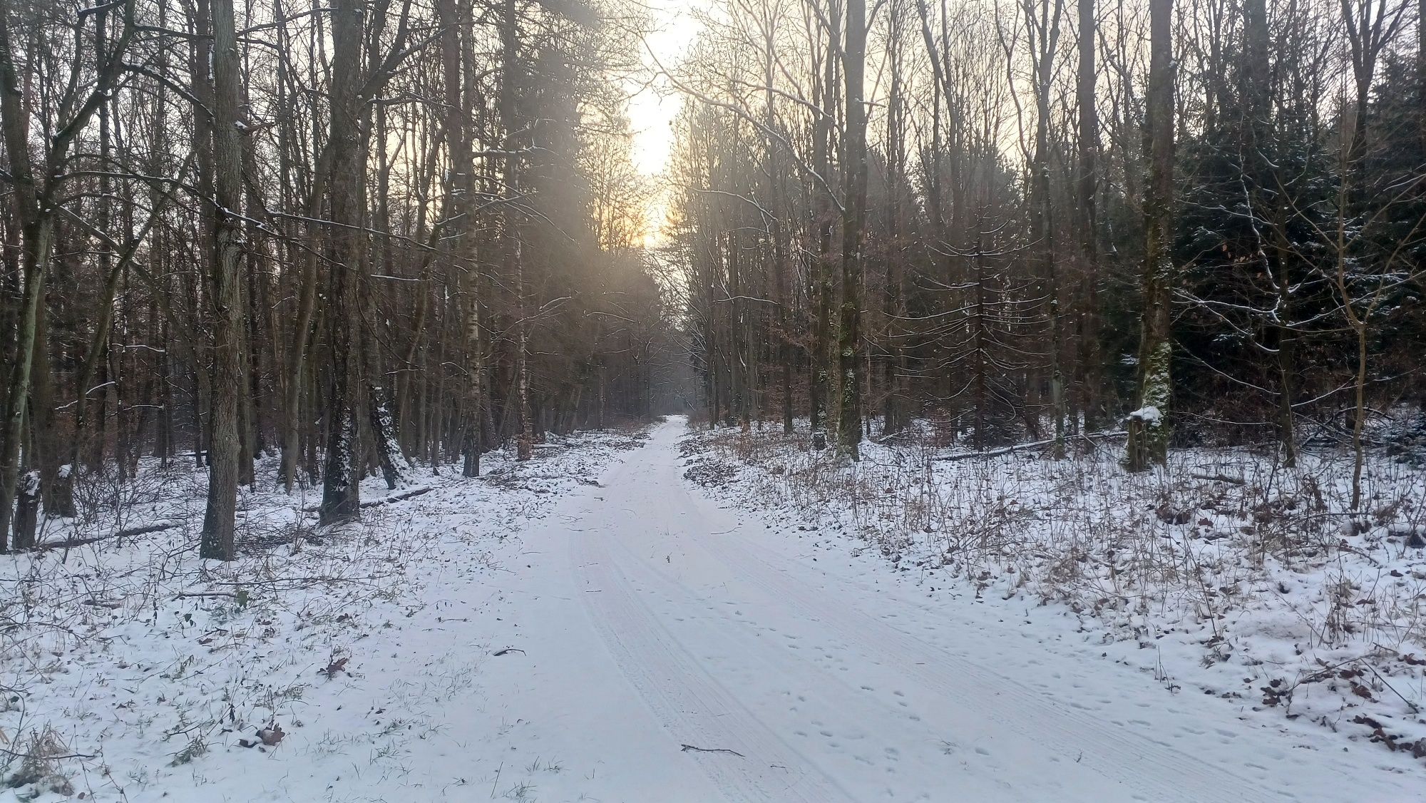 Dom w lesie, siedlisko ,dzialka