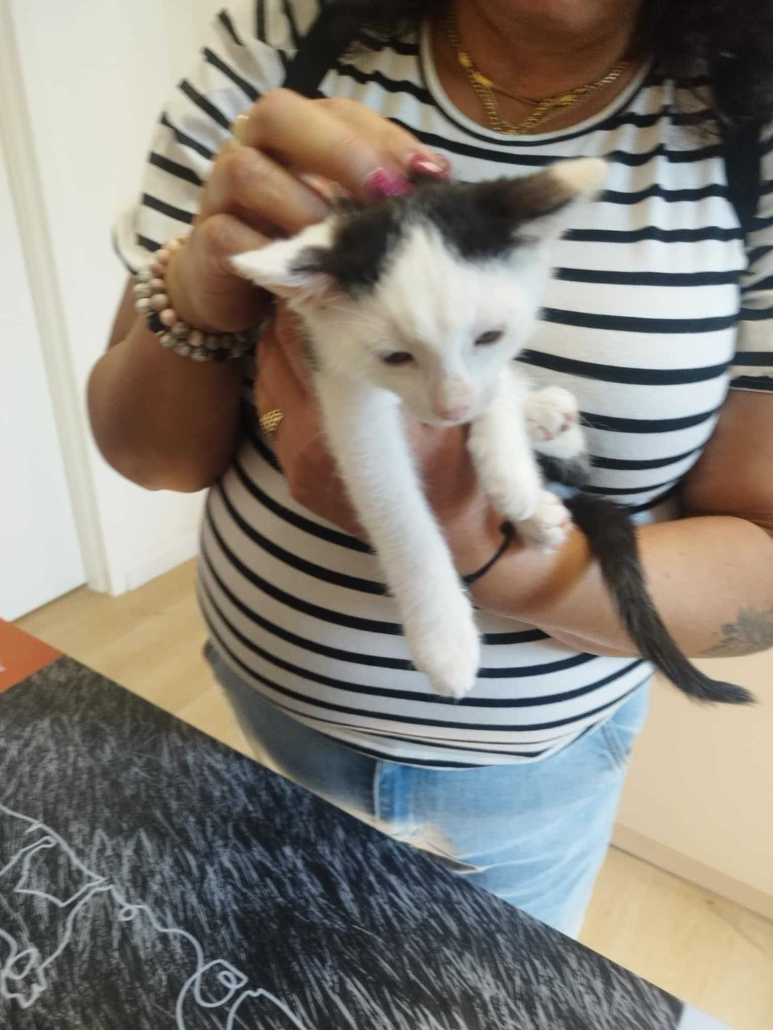 Laki piękny kocurek do adopcji