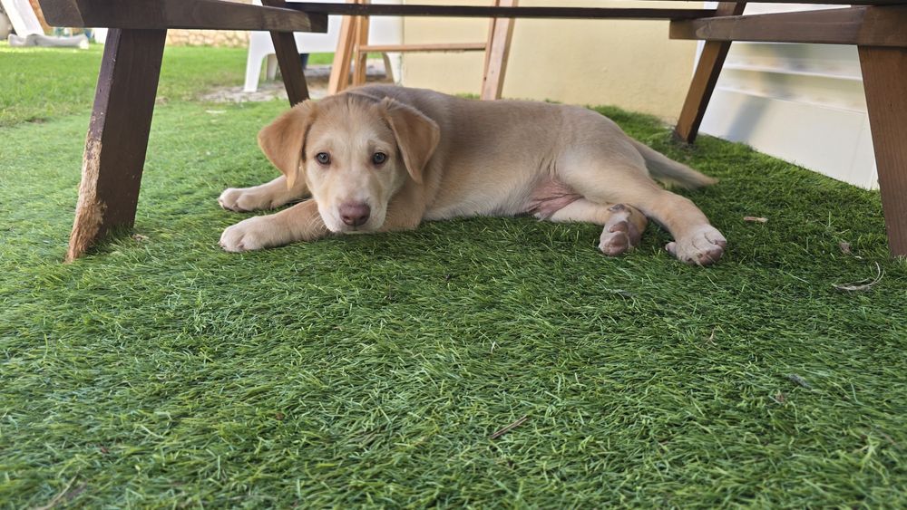 Cachorros para adoção