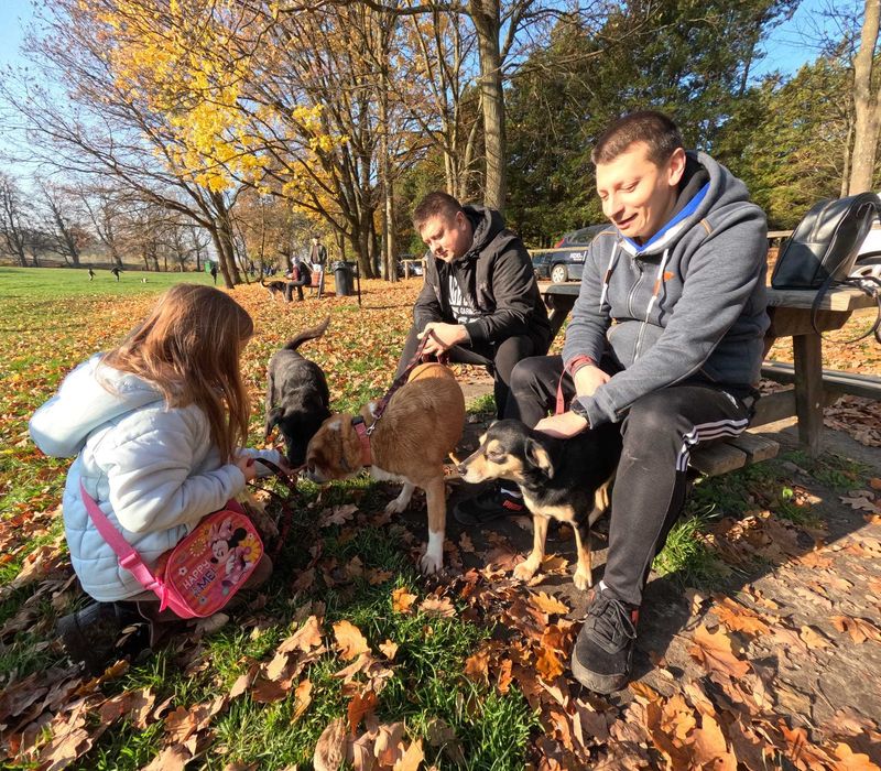 IVA - 11kg, 2 latka, łagodna, lubi koty, cudowna {FILMIKI}