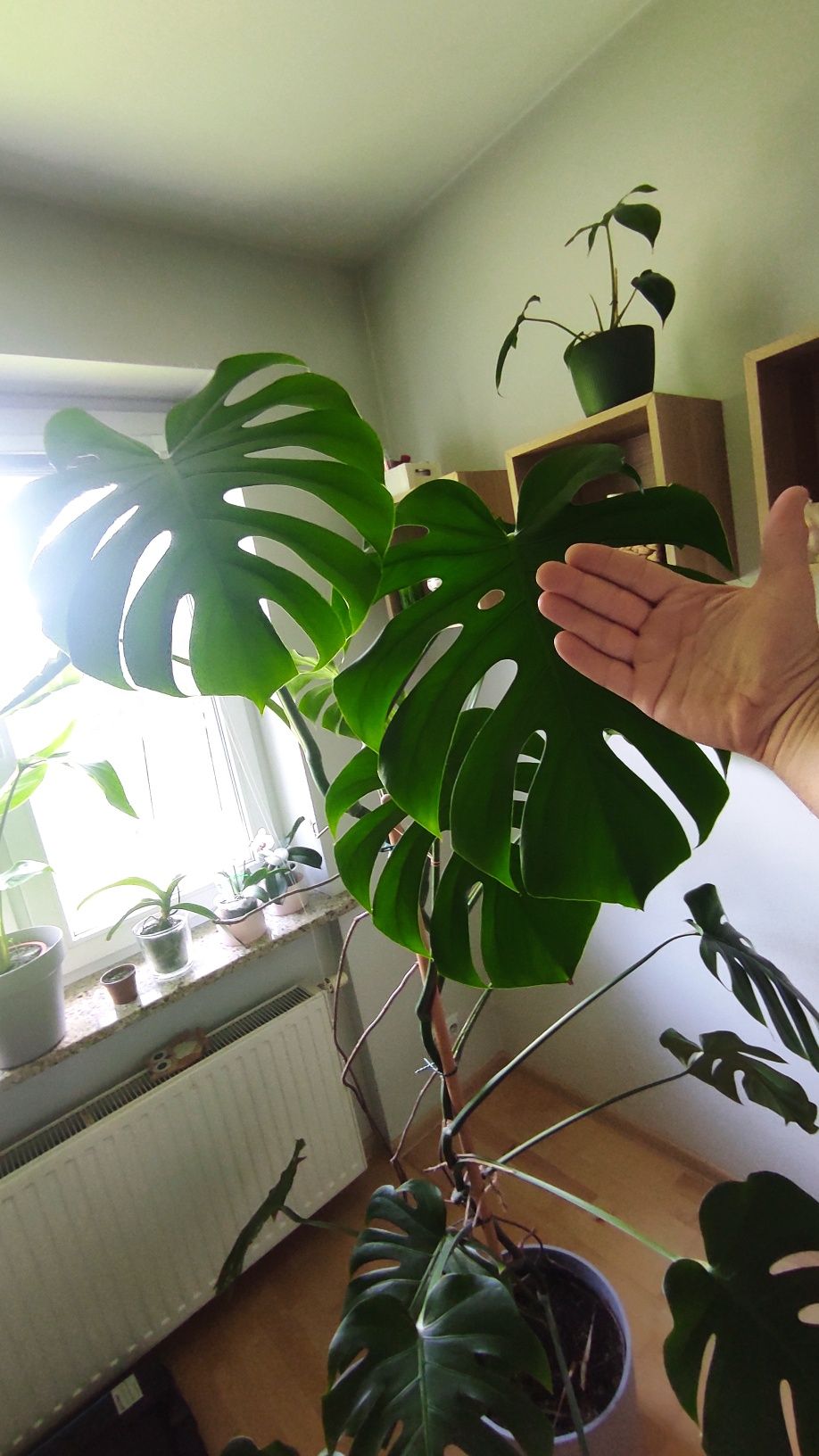 Monstera okolo 2 metry wysokosci