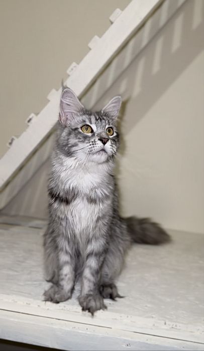 Срібна красуня мейн-кун з розплідника