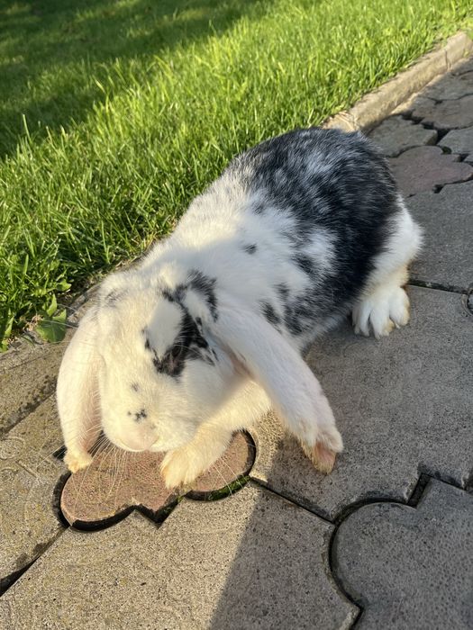 Кролики Французький барар