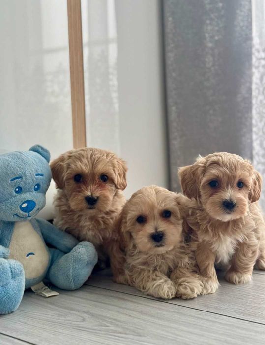 Мальтійська болонка.