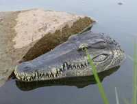 Катер крокодил, плаваюча голова крокодила, дистанційне управління