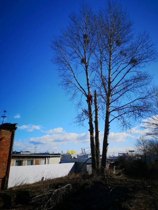 Wycinka przycinanie pielegnacja drzew alpinistycznie Arborysta Utyliza