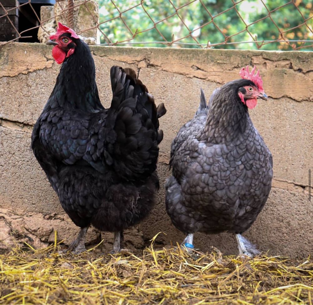 Galinhas Marans negras reprodutoras