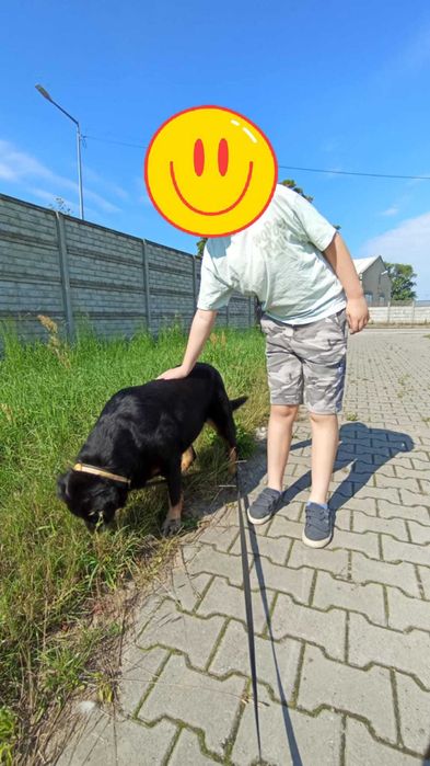 Saba rottweilerka do adopcji