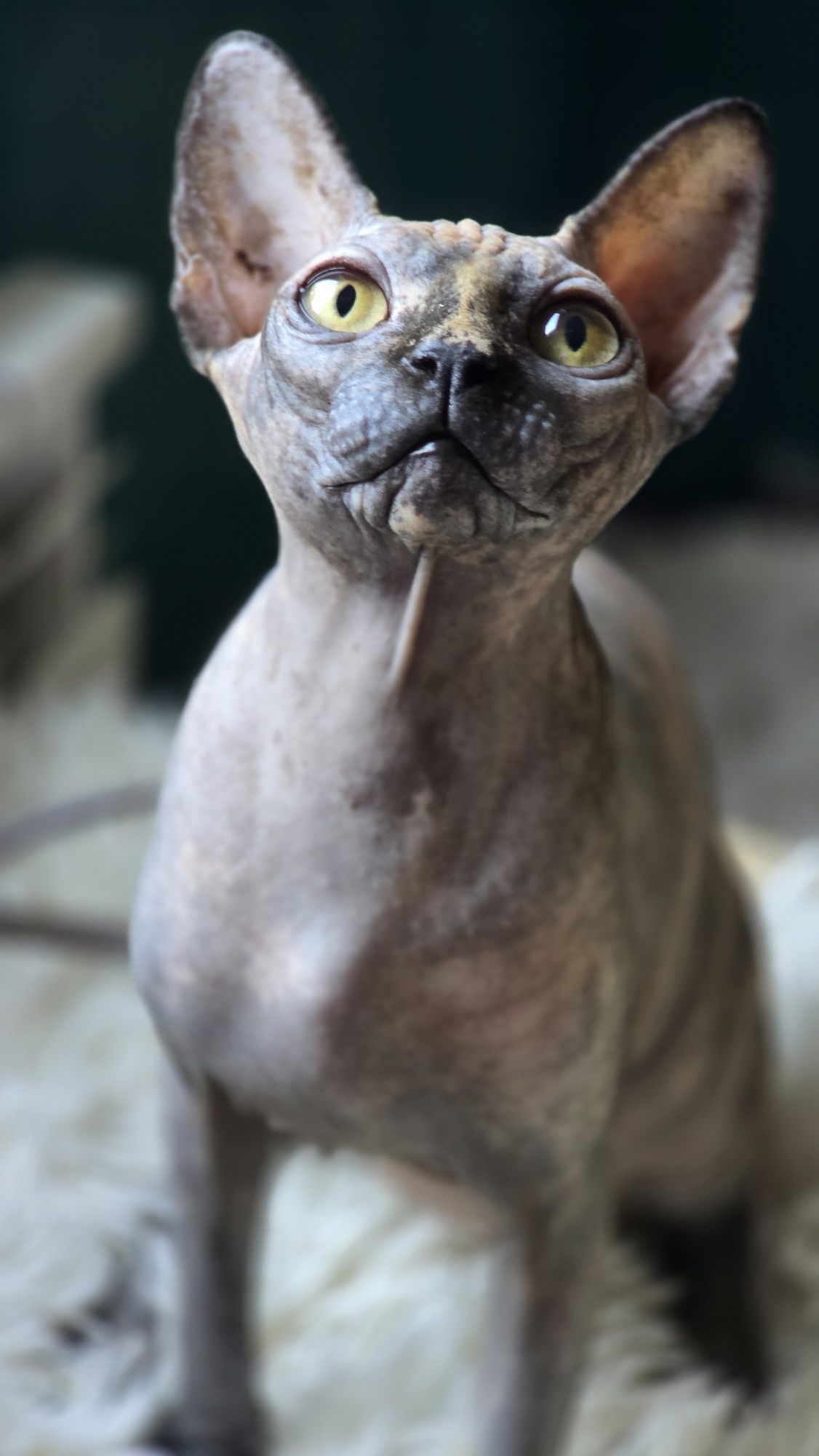 Kotka Sfinks Kanadyjski Sphynx do odbioru