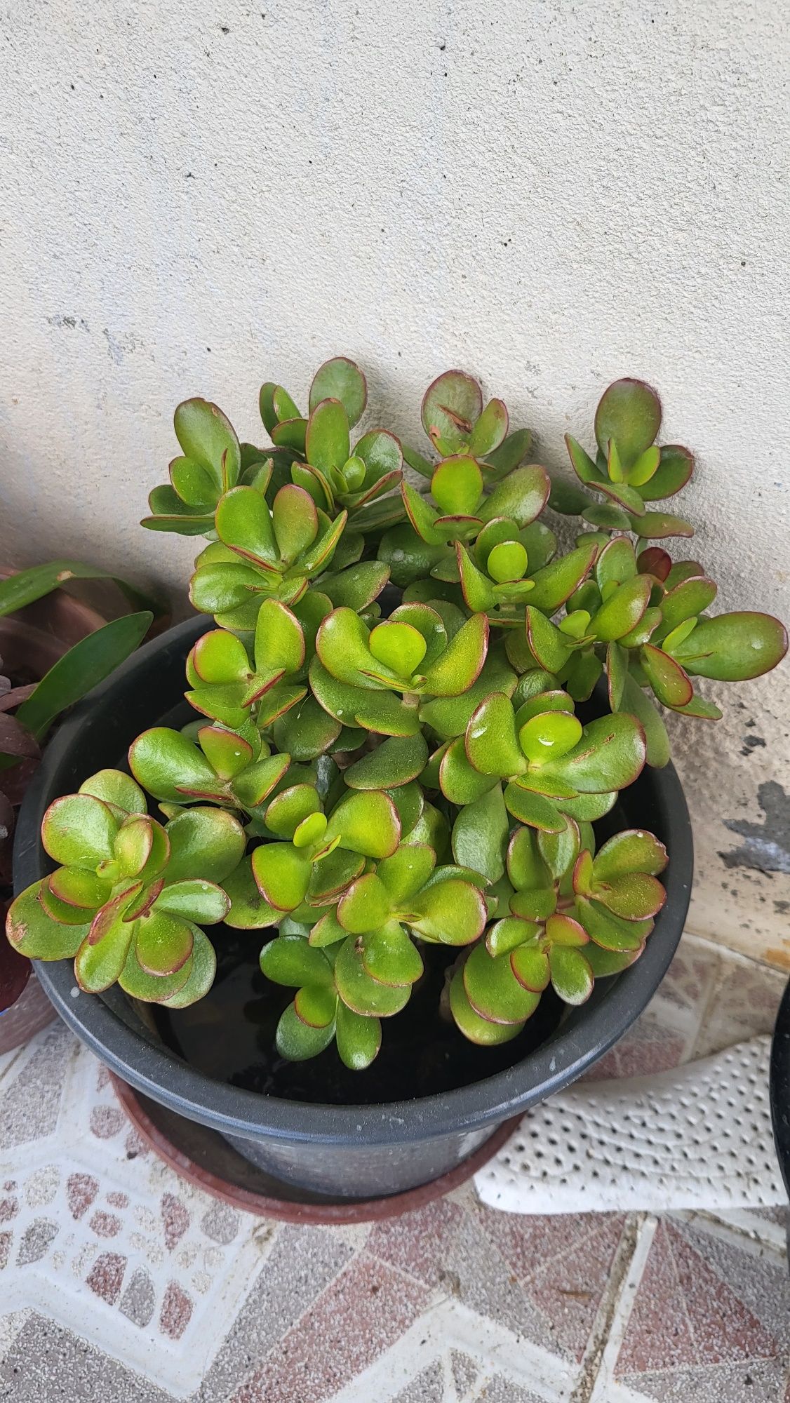 Produtos horticulos para venda