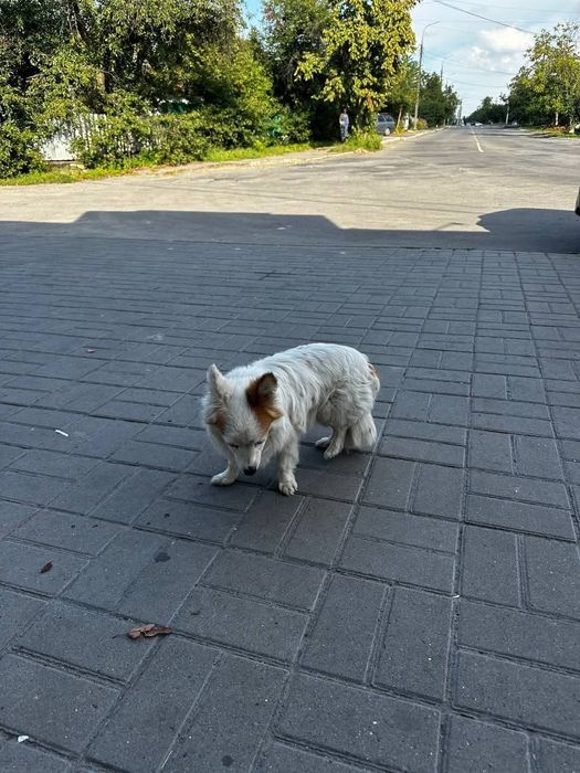 Вінниця! Старе місто! Знайдена собака!