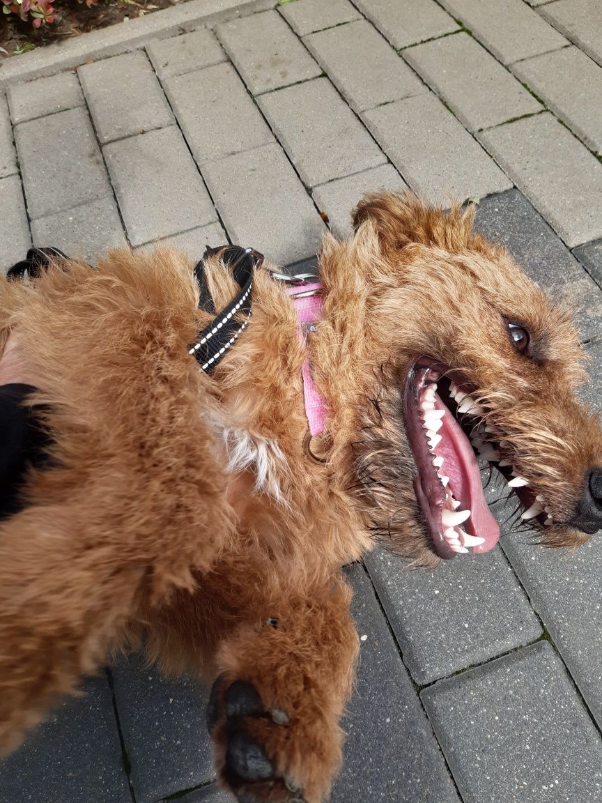 Śliczny młody piesek w typie teriera Toffi do adopcji ze schroniska.