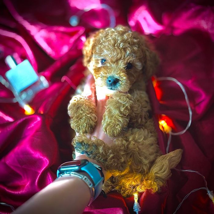 Мини мальтипу — собачка, в которую невозможно не влюбиться!