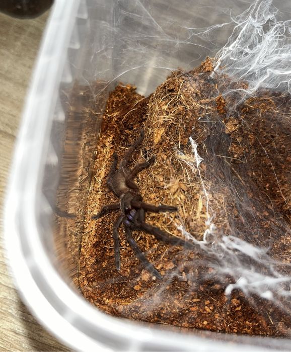 Chilobrachys natanicharum L5/6 9sztuk