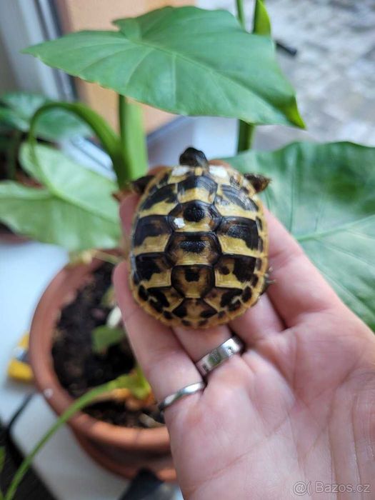 Terrarium dla żółwia lądowego greckiego i obrzeżonego