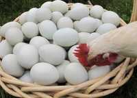 НЕСУШКИ яйце інкубаційне. ОПТ та РОЗДРІБ