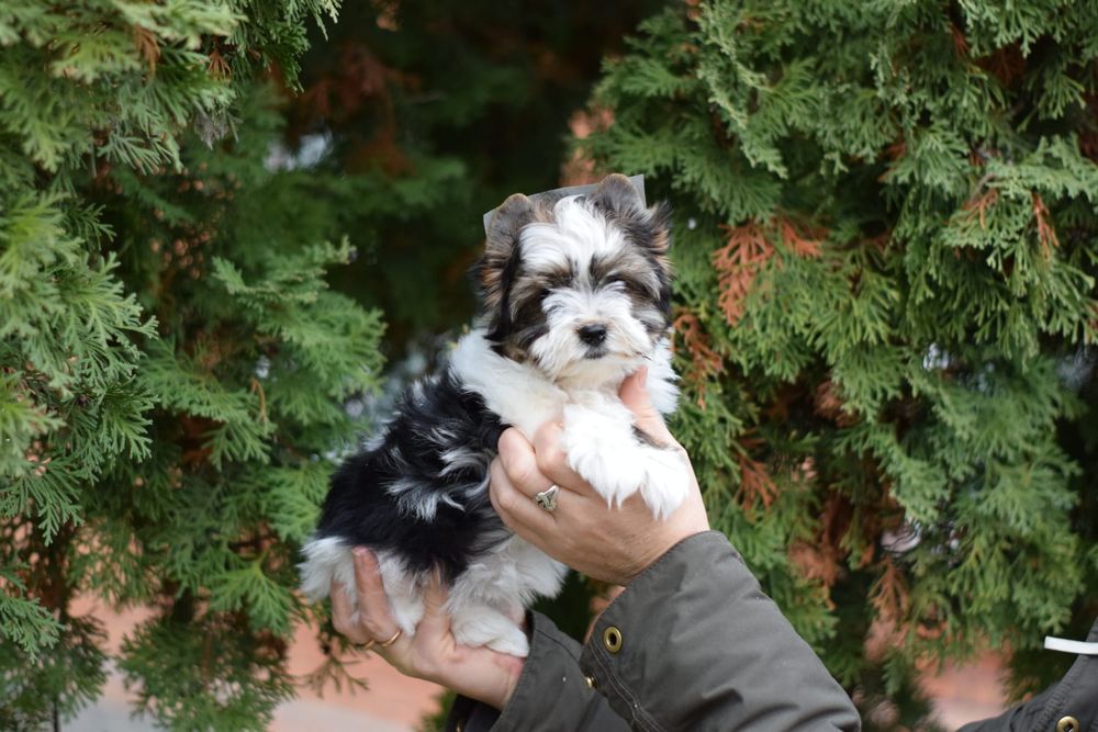 Бівер Йорк малеча дівчинка
