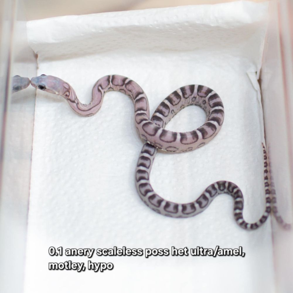 wąż zbożowy scaleless łysy