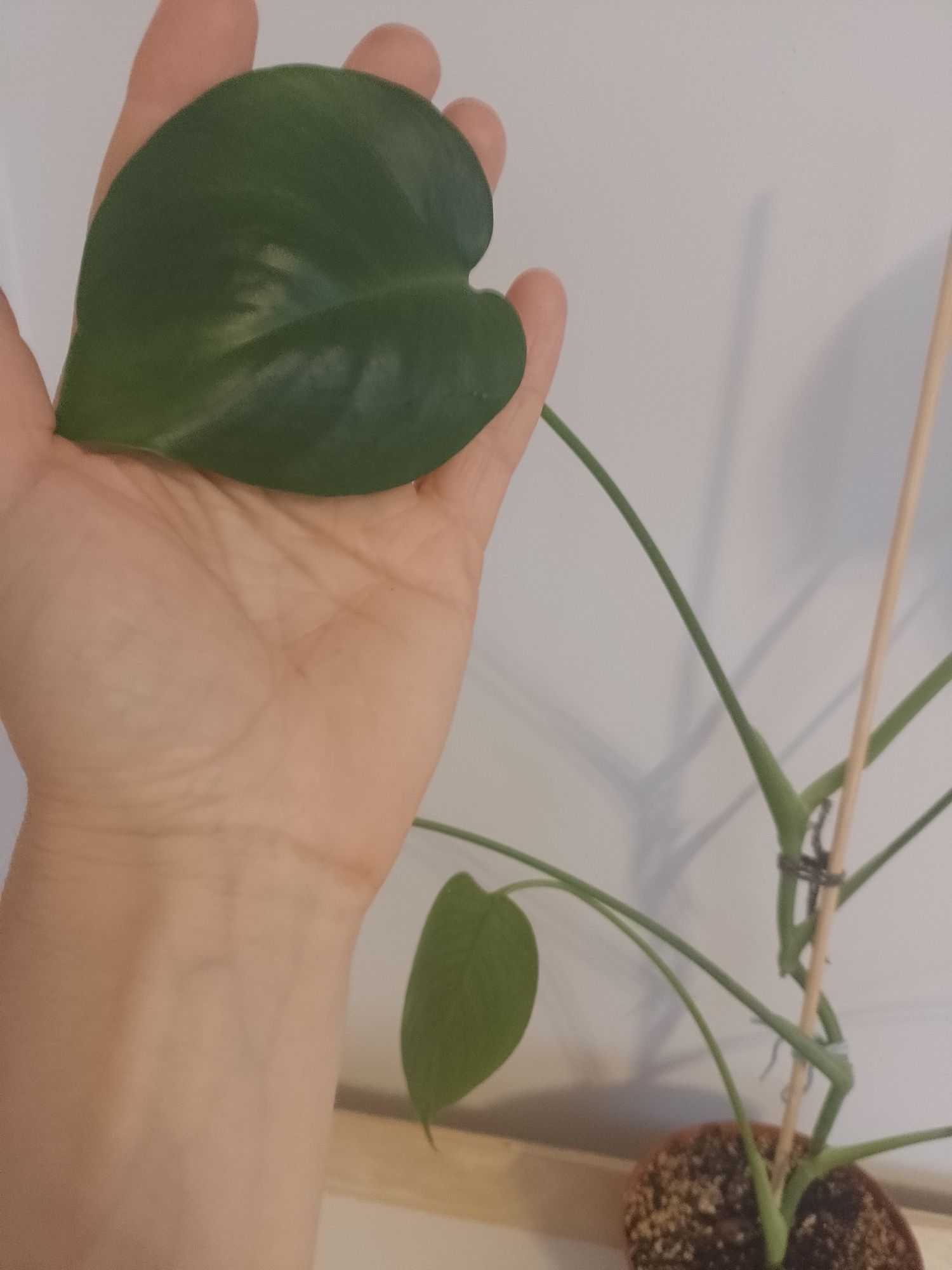 Monstera deliciosa młoda sadzonka