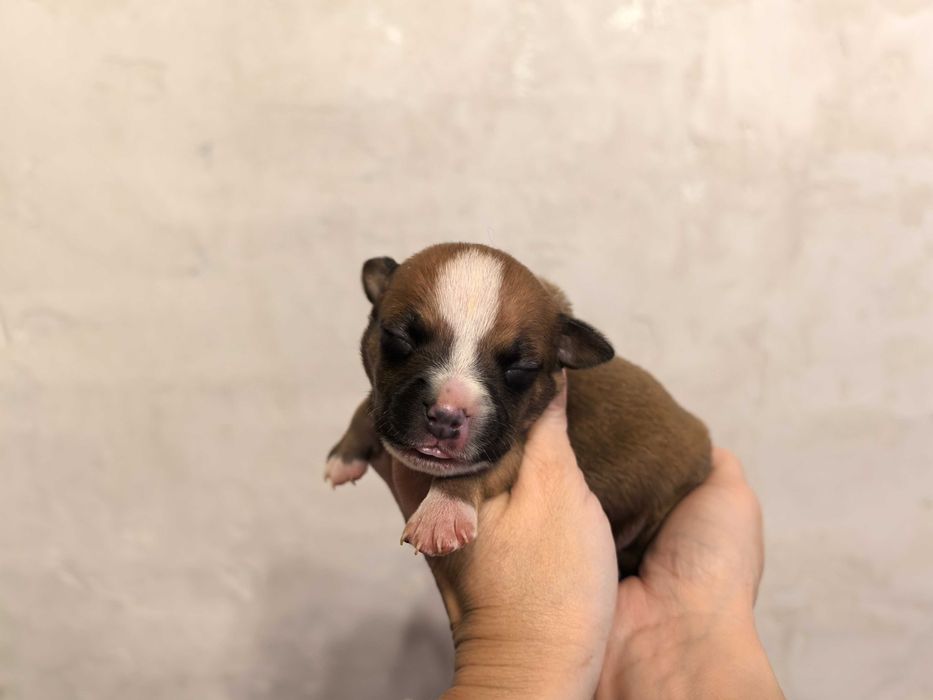 Staffordshire bull terrier wnuki Zwycięzcy Świata, stafik