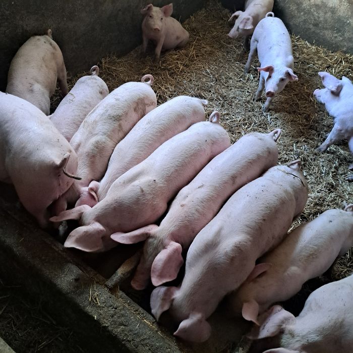 Prosięta  mięsne  .