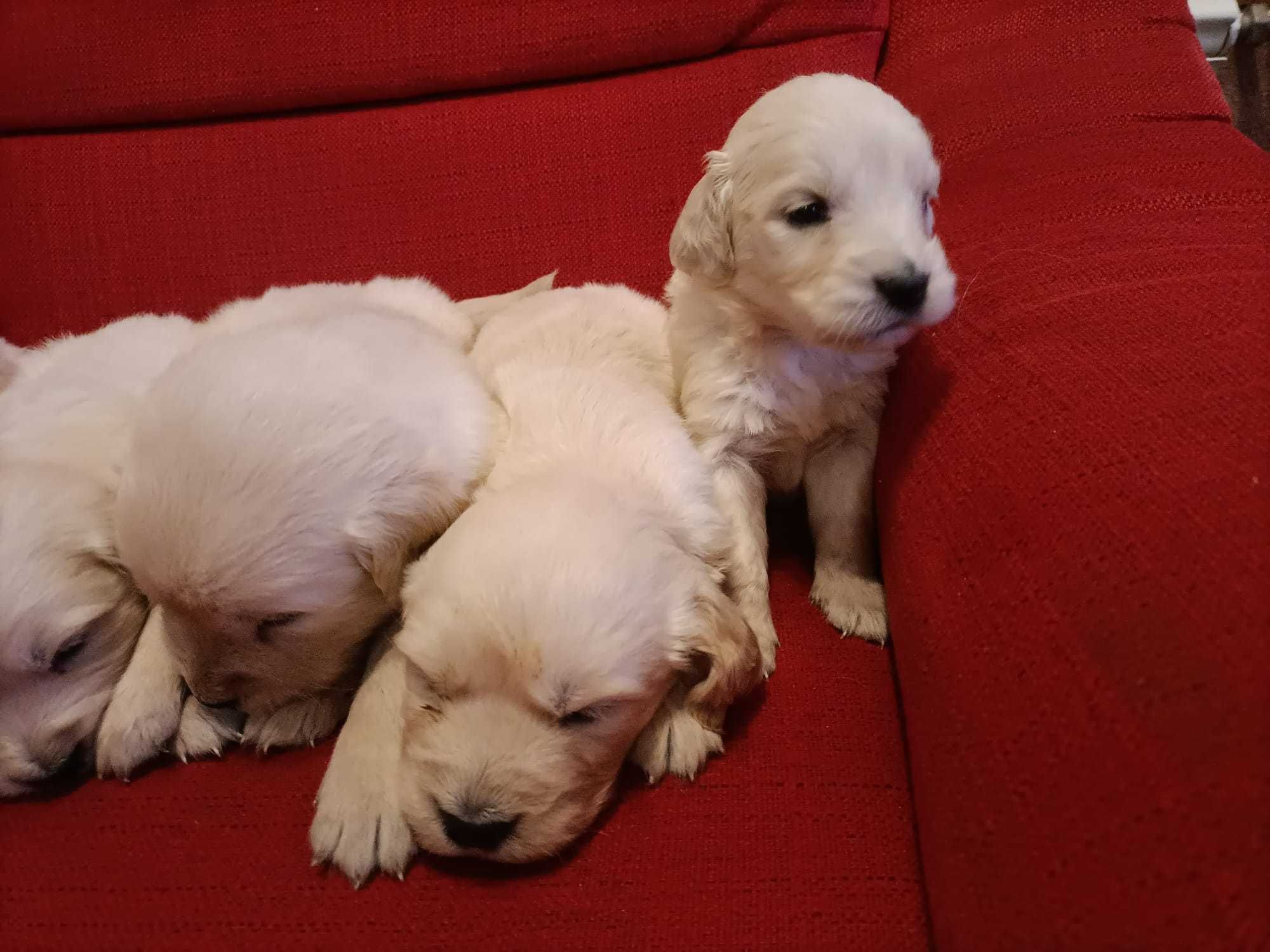 Zapowiedź miotu szczeniaków Golden Retriever ZHPR Siedliskowo
