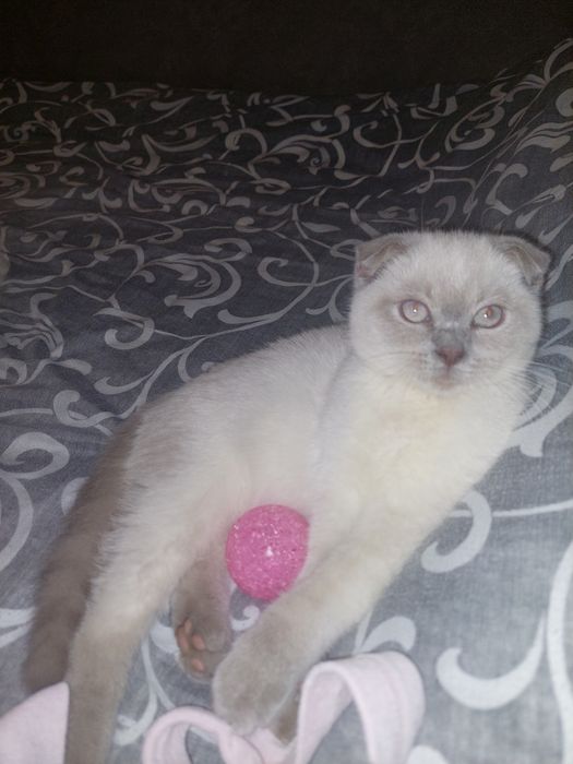 Скоттиш фолд Девочка чистокровная!