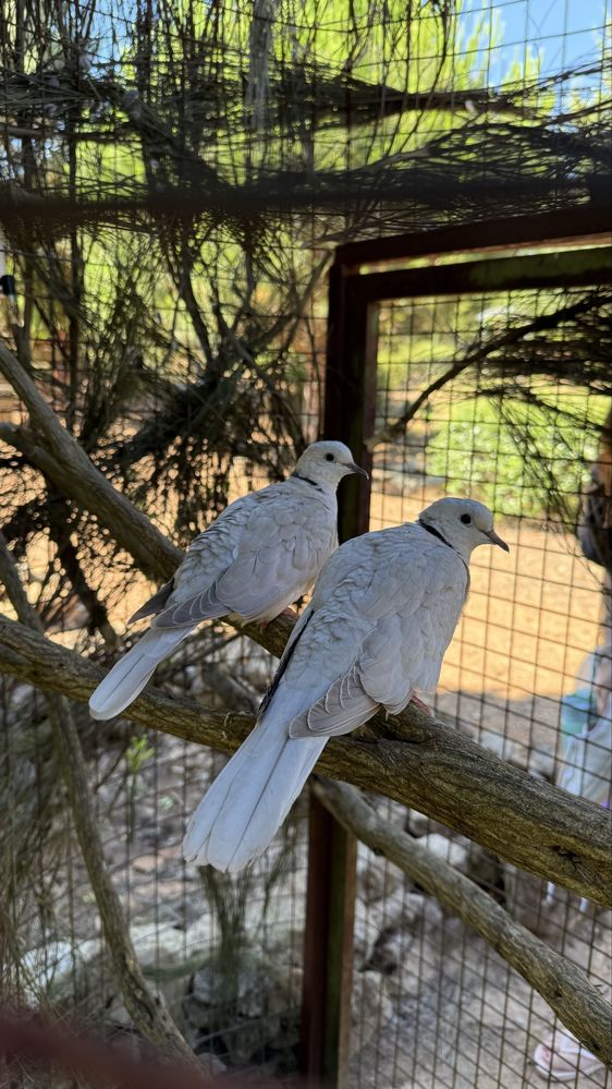 Casal de rolas streptopelia risoria