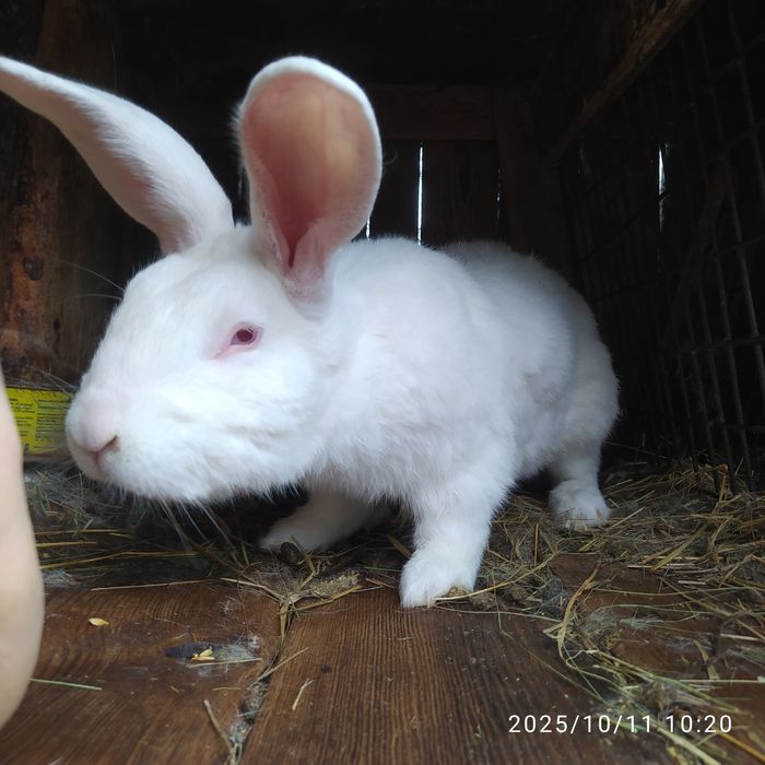 Продам робочого кроля ,біла термонська