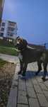 Suczka Cane Corso