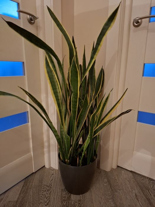 Вазони  заміокулькас шефлера фікус Бенджаміна лот